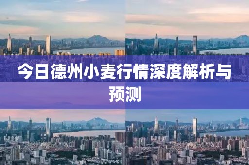今日德州小麦行情深度解析与预测