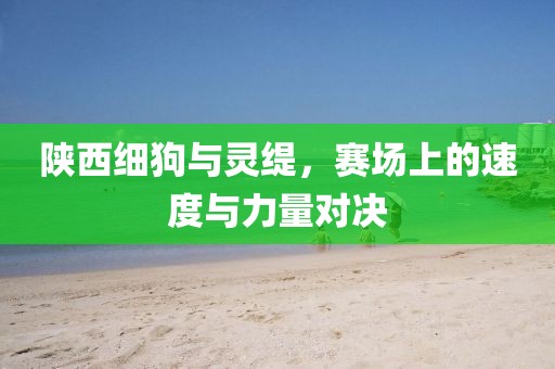陕西细狗与灵缇，赛场上的速度与力量对决