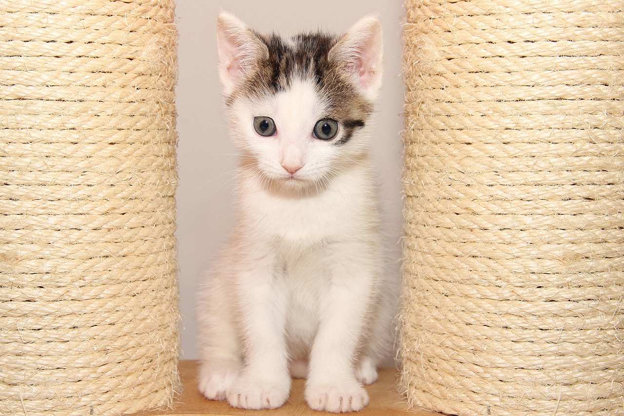 猫咪官方网站更新揭秘，最新动态与独特魅力探索