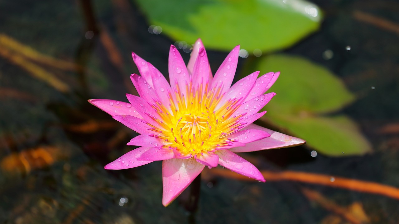 深度解析莲花Lotus价格走势，市场趋势与影响因素探讨