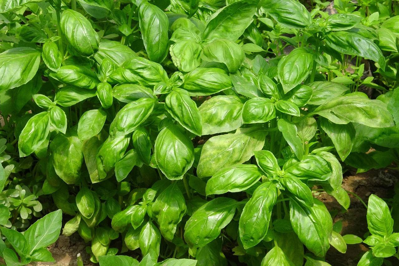 初告白 第20页