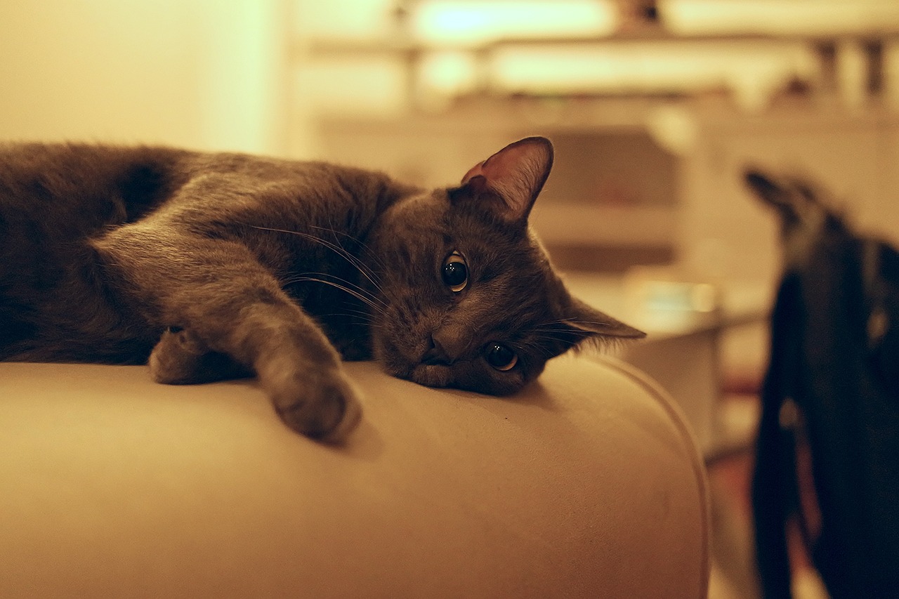 宠物猫比赛，展现猫咪魅力与主人情感的独特盛宴