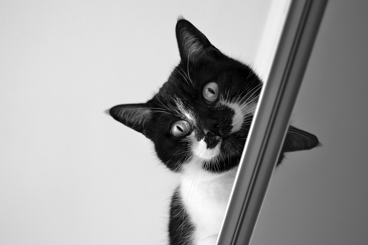 深度解析宠物猫价格排行榜，各类猫咪价格因素全解析
