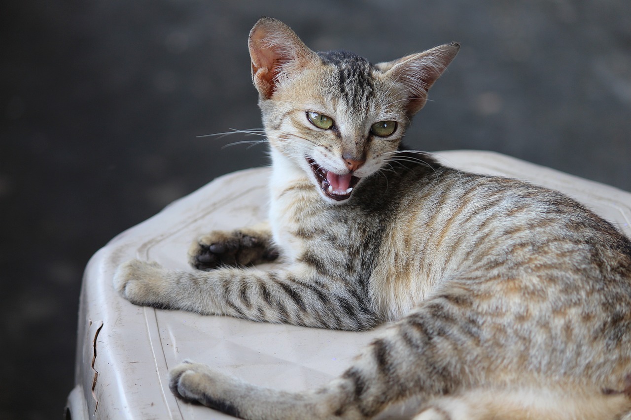 最新猫咪品种探索，揭秘猫界新成员的魅力