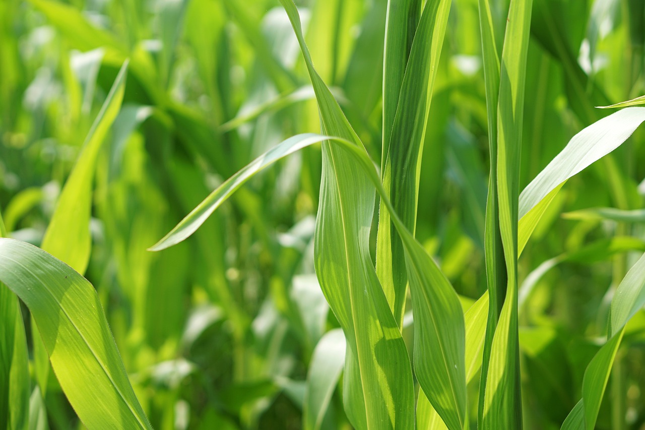 山东芹菜行情深度分析