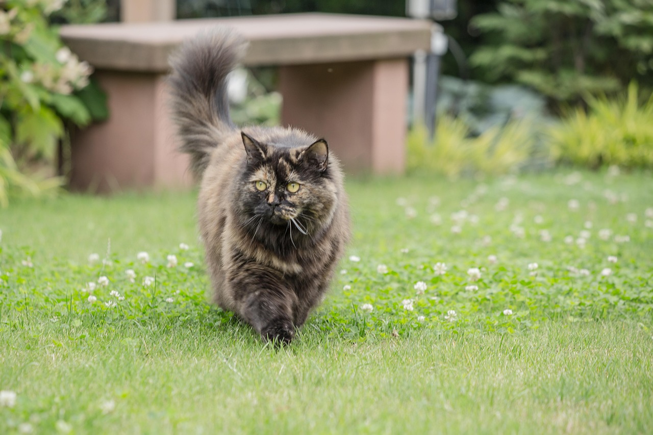 贵州土猎犬最新品种深度解析，特点与价值探讨