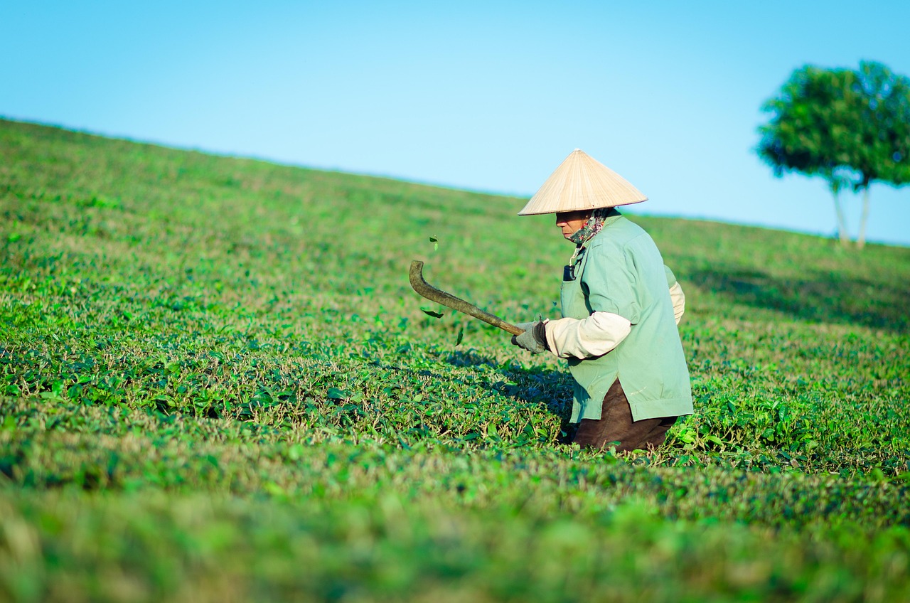 新款茶叶采摘机，革新茶产业智能化进程的关键利器