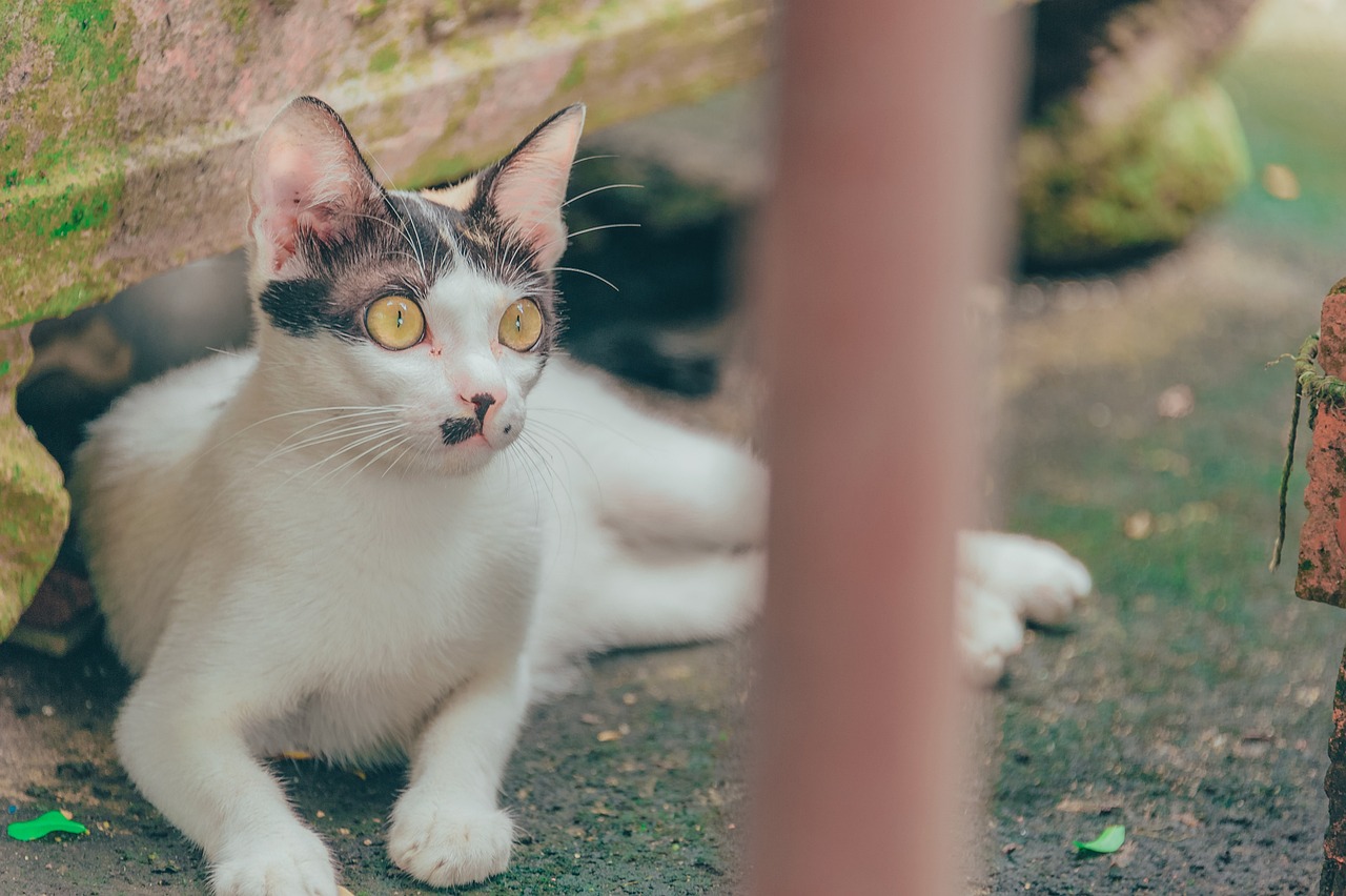 探索猫界新领域，猫咪新域名揭晓！
