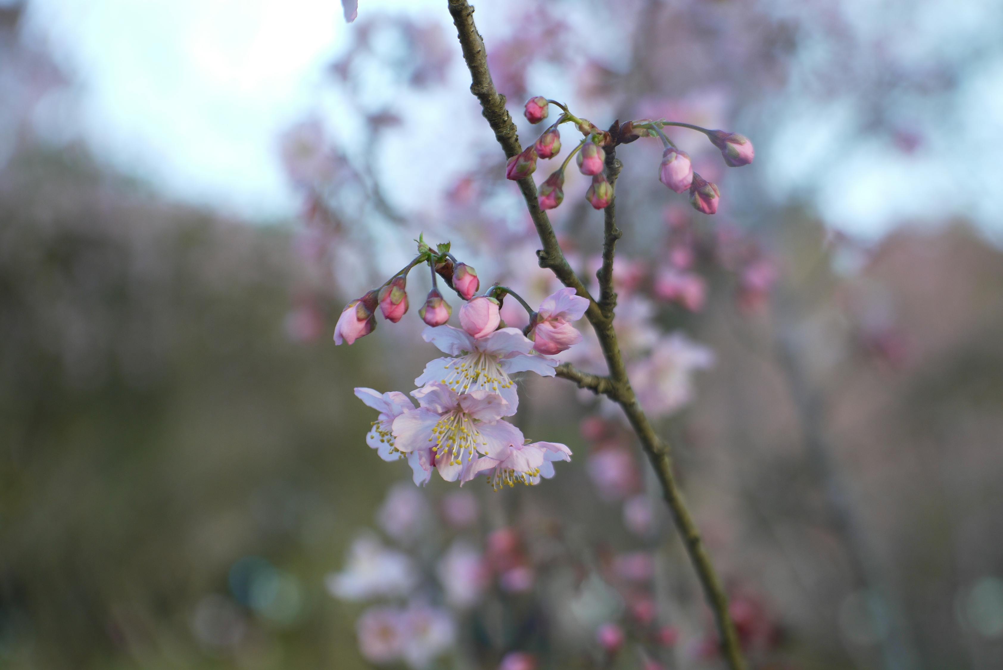 樱花动漫日，探寻日本文化中的美丽与魅力之源
