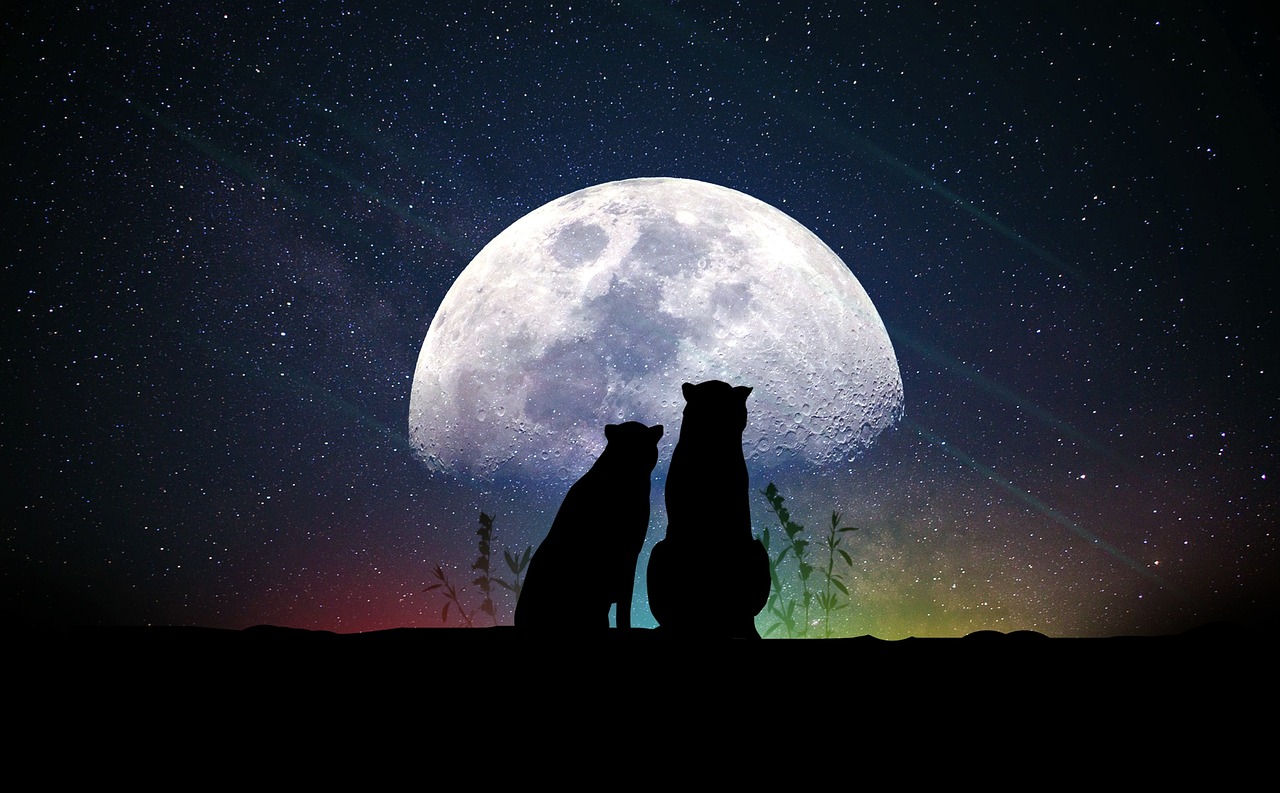 星光迷乱下的电影魅力探索