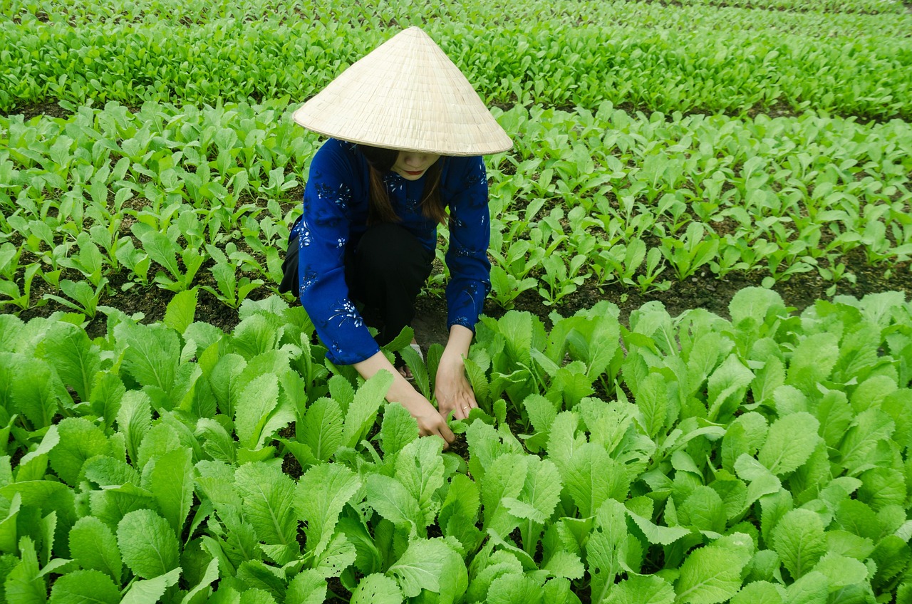 越南最新资讯概览，全面解读越南动态发展