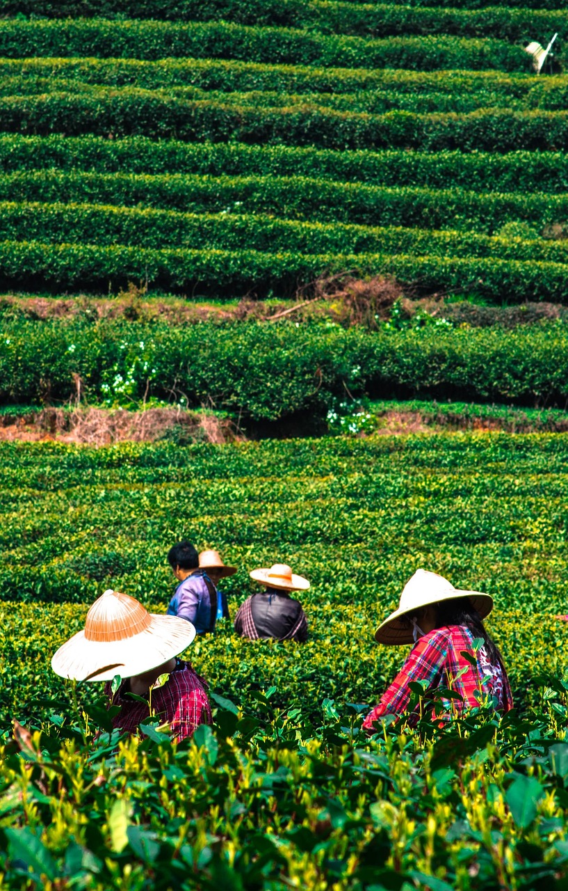 最新茶叶品种大盘点，探索茶世界的多彩魅力