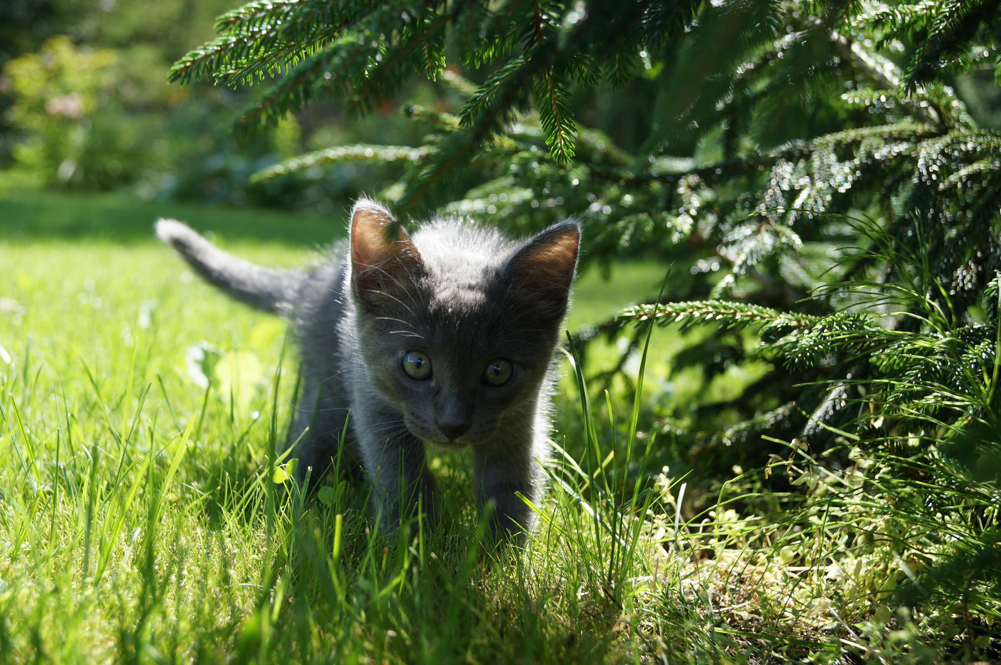 猫咪大战争最新版下载攻略，体验分享与下载指南