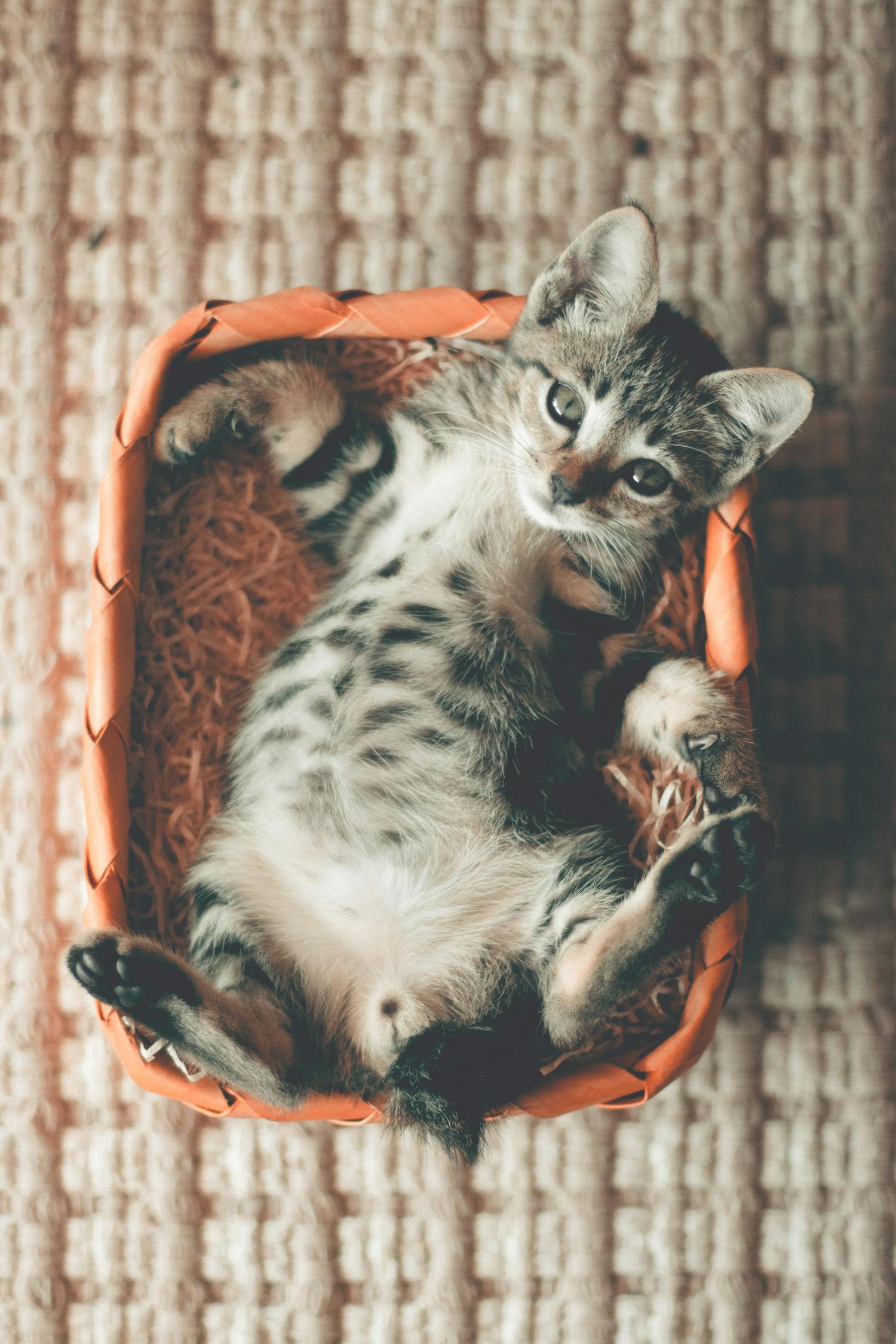 最新领养猫咪信息，寻找你的新伙伴猫咪，开始温馨养猫之旅！