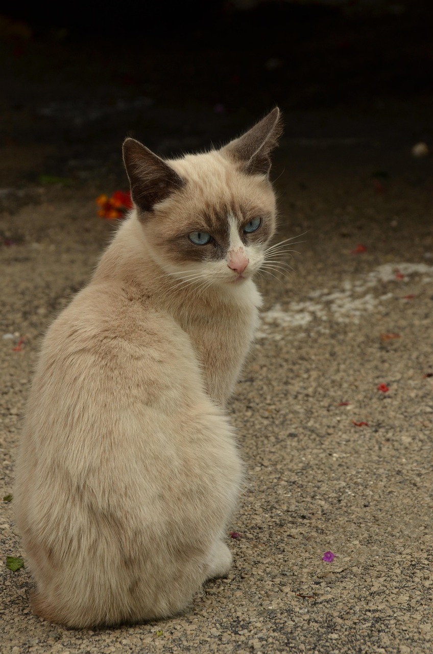 最新猫咪卡，时尚宠物的全新体验之旅