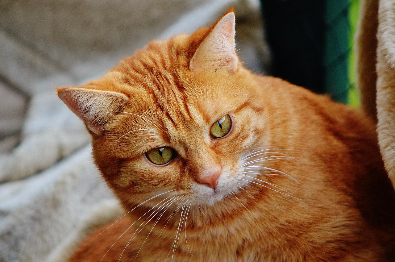 猫脸老太太电影深度解析与影评