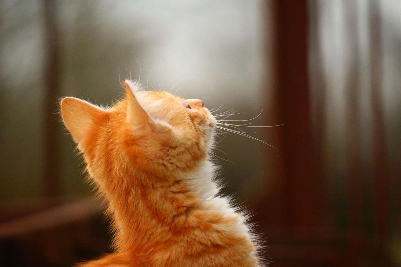 猫咪日常动漫，温馨乐趣的交织世界探索